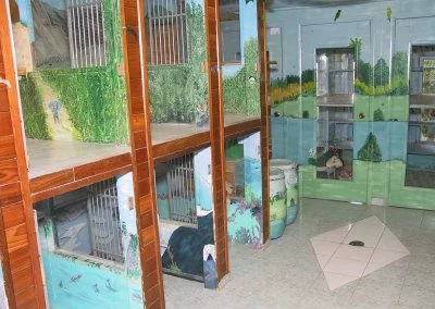 Large cat suites