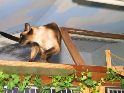 Cat boarding Oakville