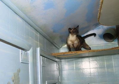 Cat playing