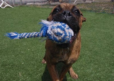 Dog playing catch