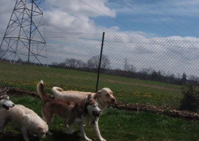 Large outside play area for dogs