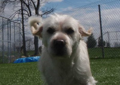 Small dog in our outside play area