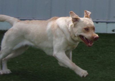 Oakville dog kennel - We host all kinds of dogs.