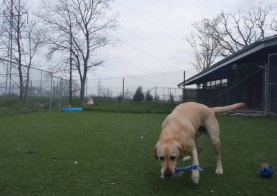 Dog with toy