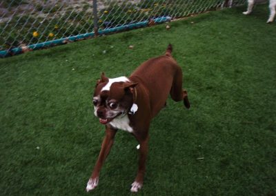 Large dog in our outside play area