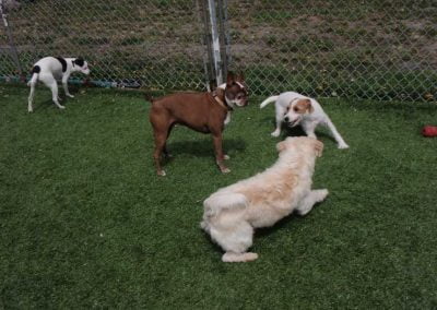 Dogs playing outside