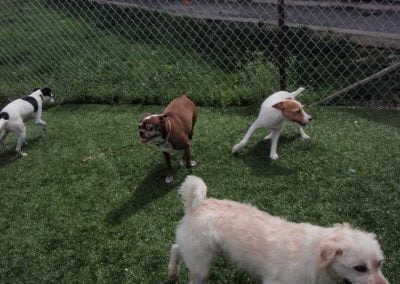 Dogs playing outside