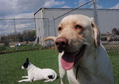 Dogs resting outside