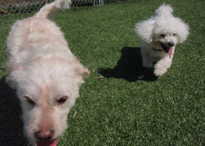 Variety of dogs at our Oakville kennel