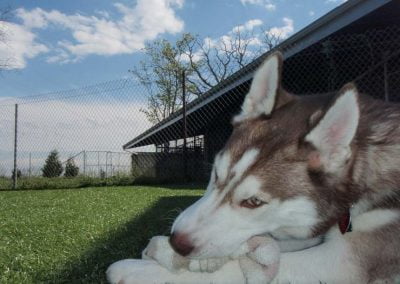 Dog with toy