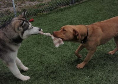 Dogs playing tag of war