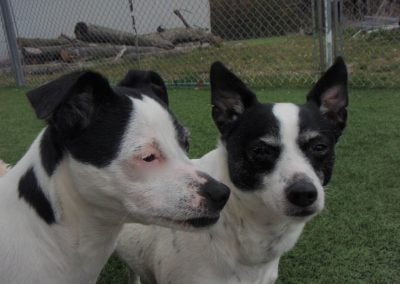 Dogs hanging out at our Oakville dog kennel