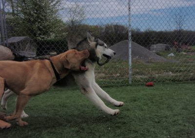Dogs making new friends at our Oakville dog kennel