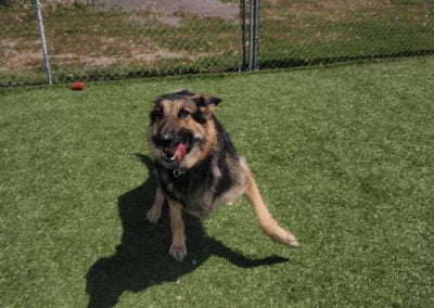 Dog anxious to play