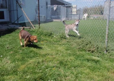 Large outside play area for dogs