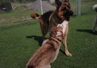 Dogs playing outside