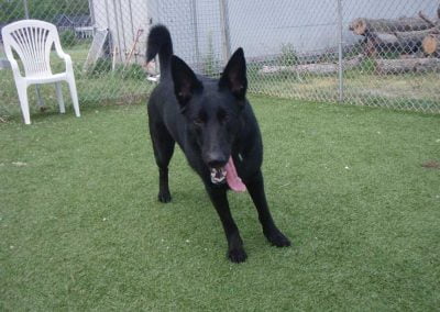 Dog on the dry green turf