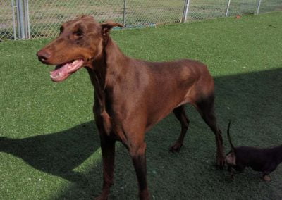 Dog on the dry green turf