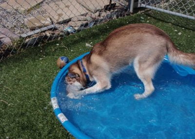 Dog playing in the pool