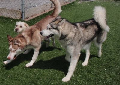 Dogs playing outside