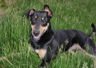 Dog outside in the field