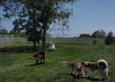 Large outside play area for dogs