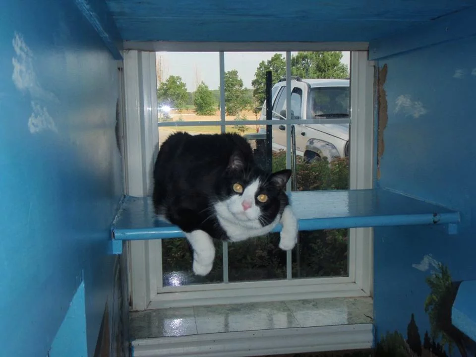 Cat hanging out
