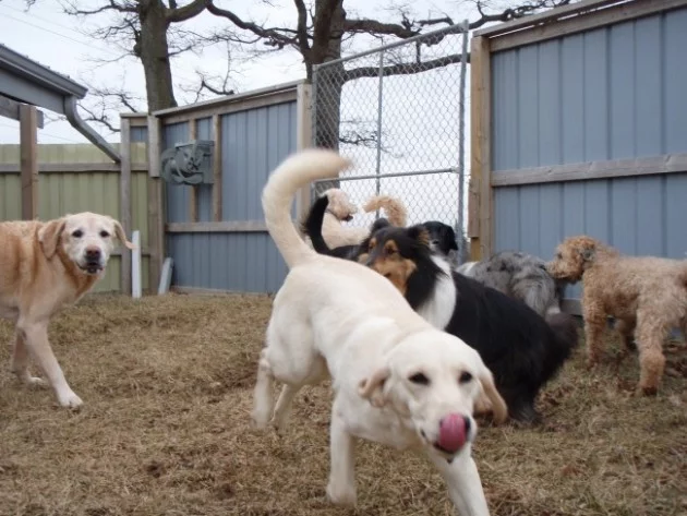 Dogs having fun