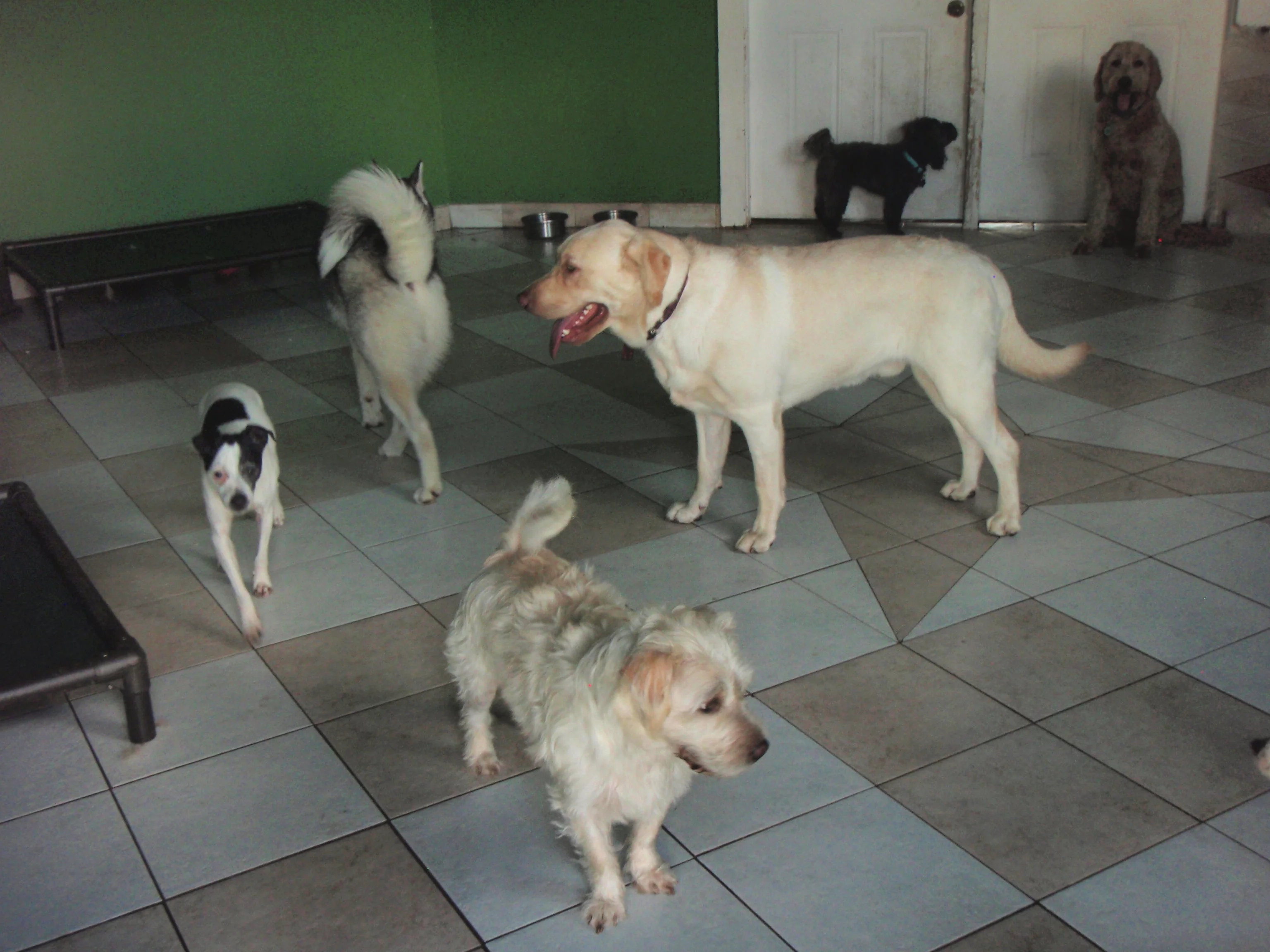 Dogs inside play area