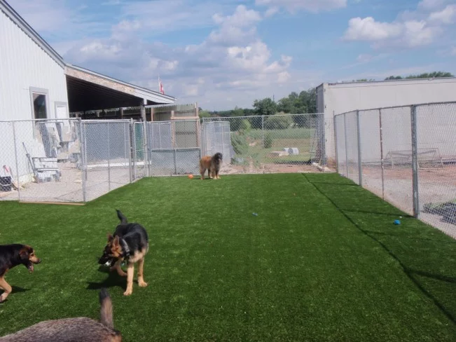 Dogs running on clean turf